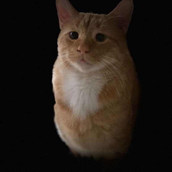 Meet your Posher, Vanessa - Picture 1 of 1